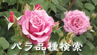 simage